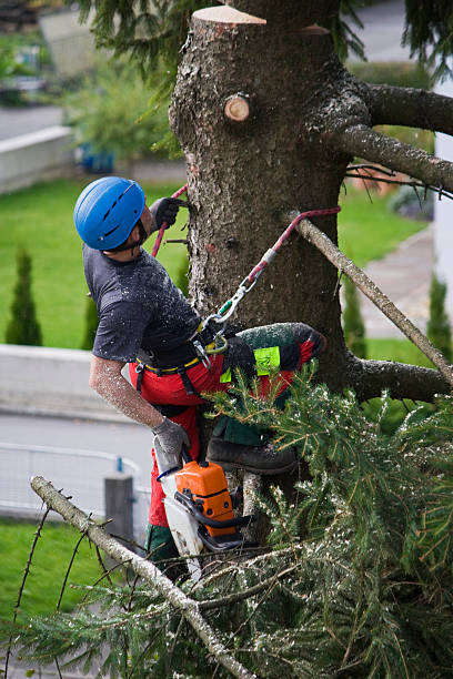 Best Tree and Shrub Care  in Hideaway, TX