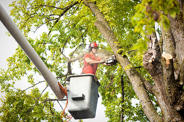 How Our Tree Care Process Works  in  Hideaway, TX