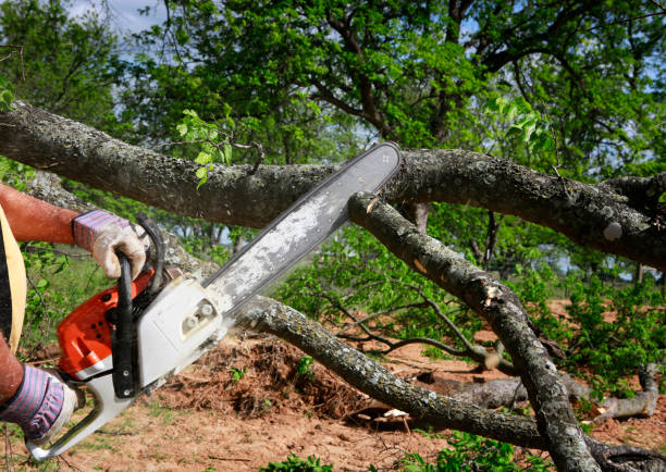 Best Weed Control  in Hideaway, TX